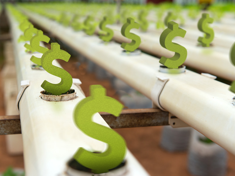 hydroponic dollar bills grow